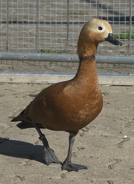 室领袖能把